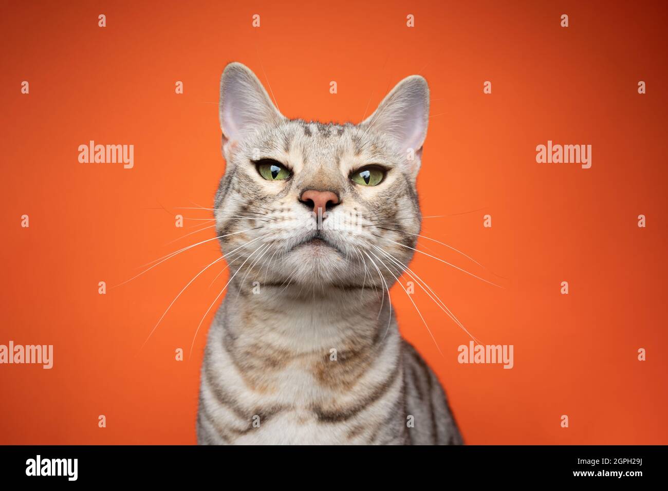 Silver Tabby Bengal Cat Looking At Camera Strictly And Judging On Orange Background With Copy Space Stock Photo Alamy