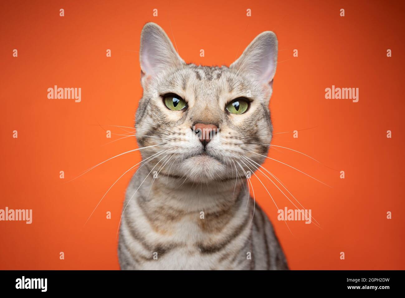 Silver Tabby Bengal Cat Looking At Camera Strictly On Orange Background With Copy Space Stock Photo Alamy