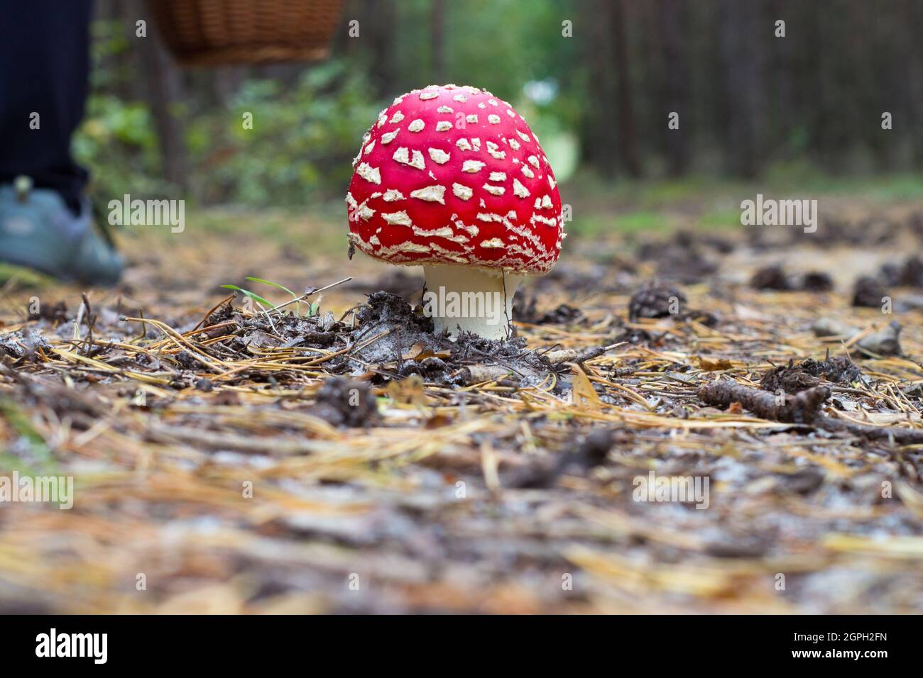Fly agaric amanita muscaria a poisonous mushroom in the forest. Stock Photo