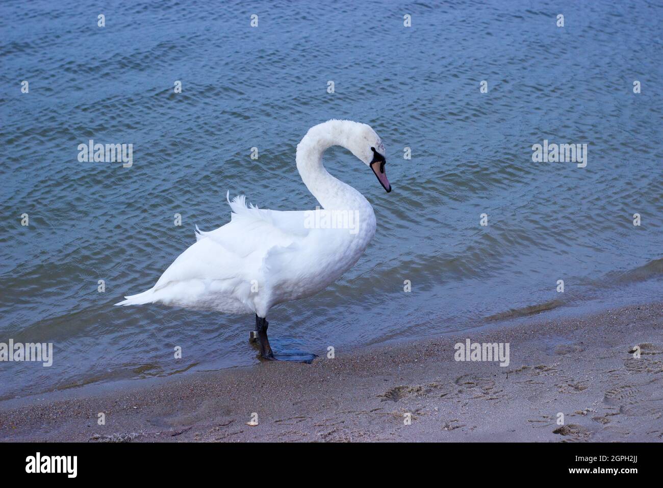 A swan disambiguation stands on the sand by the lake. The wind flutters her feathers. There are human and animal footprints in the sand. Stock Photo