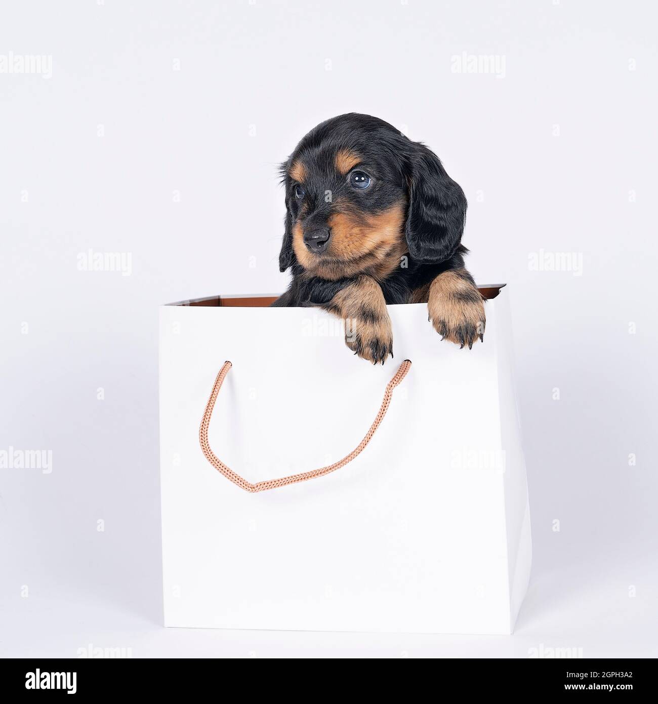 One bi-colored and blonde longhaired  Dachshund dog pup in a shoppingbag isolated on a white background Stock Photo