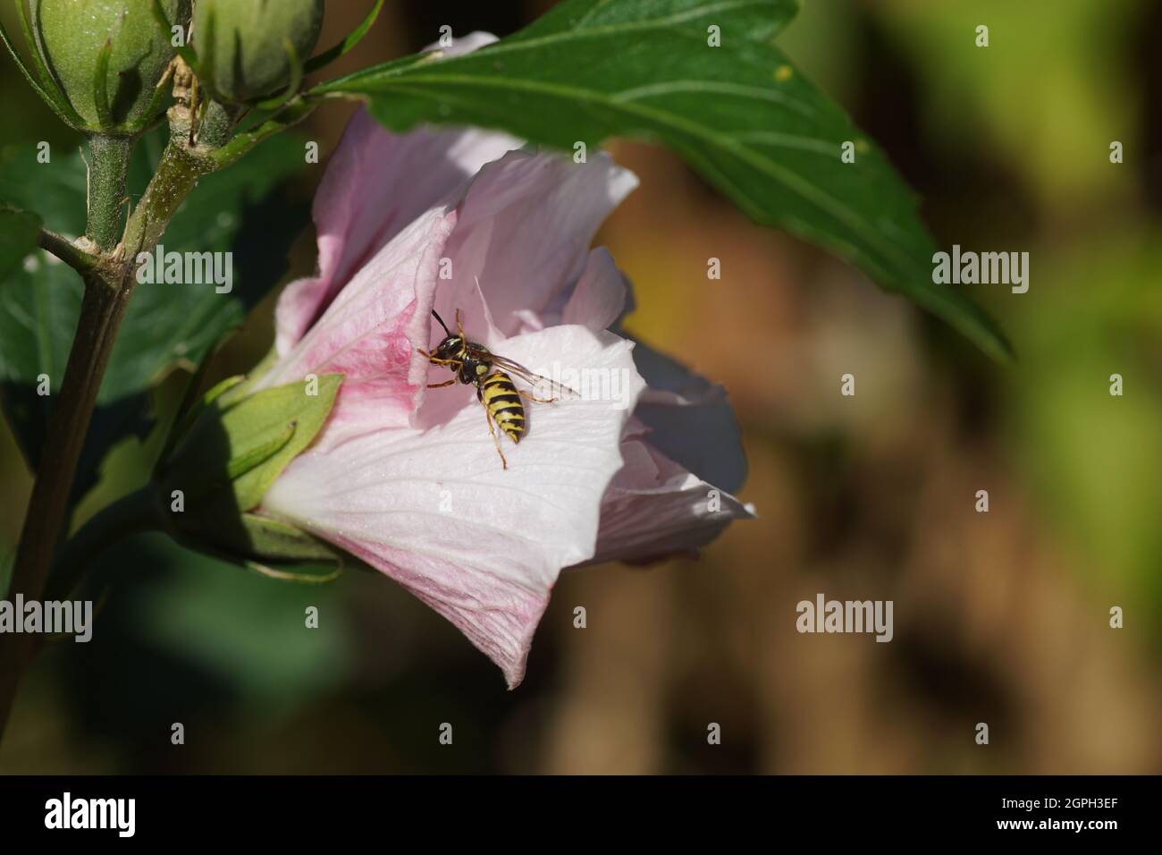 Common wasp (Vespula vulgaris) of the family Vespidae). On flower of rose mallow (Hibiscus syriacus), mallow family (Malvaceae). Dutch garden, autumn, Stock Photo
