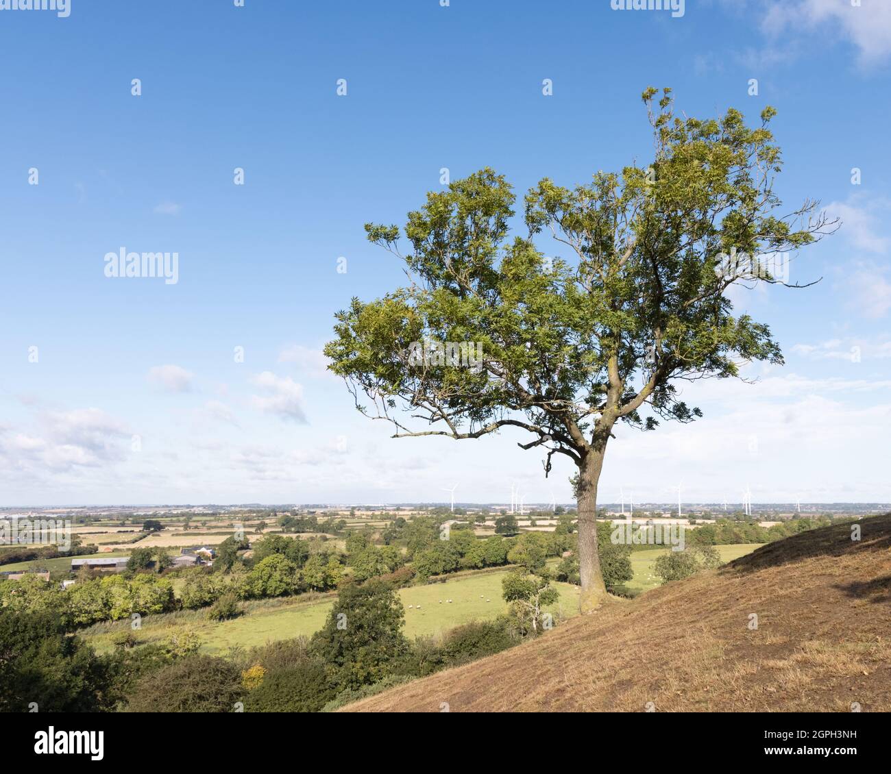 Crick, Northamptonshire, UK, September 29th 2021: A lone tree stands on Crack's Hill, an isolated hill in the Northamptonshire countryside. Stock Photo