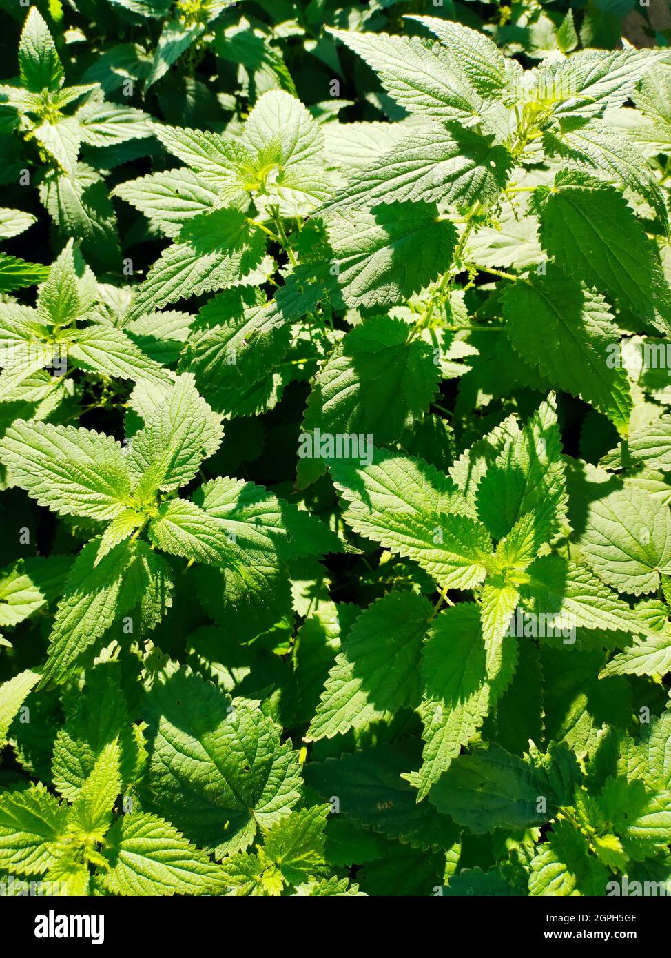 Urtica dioica, often known as common nettle, stinging nettle or nettle ...