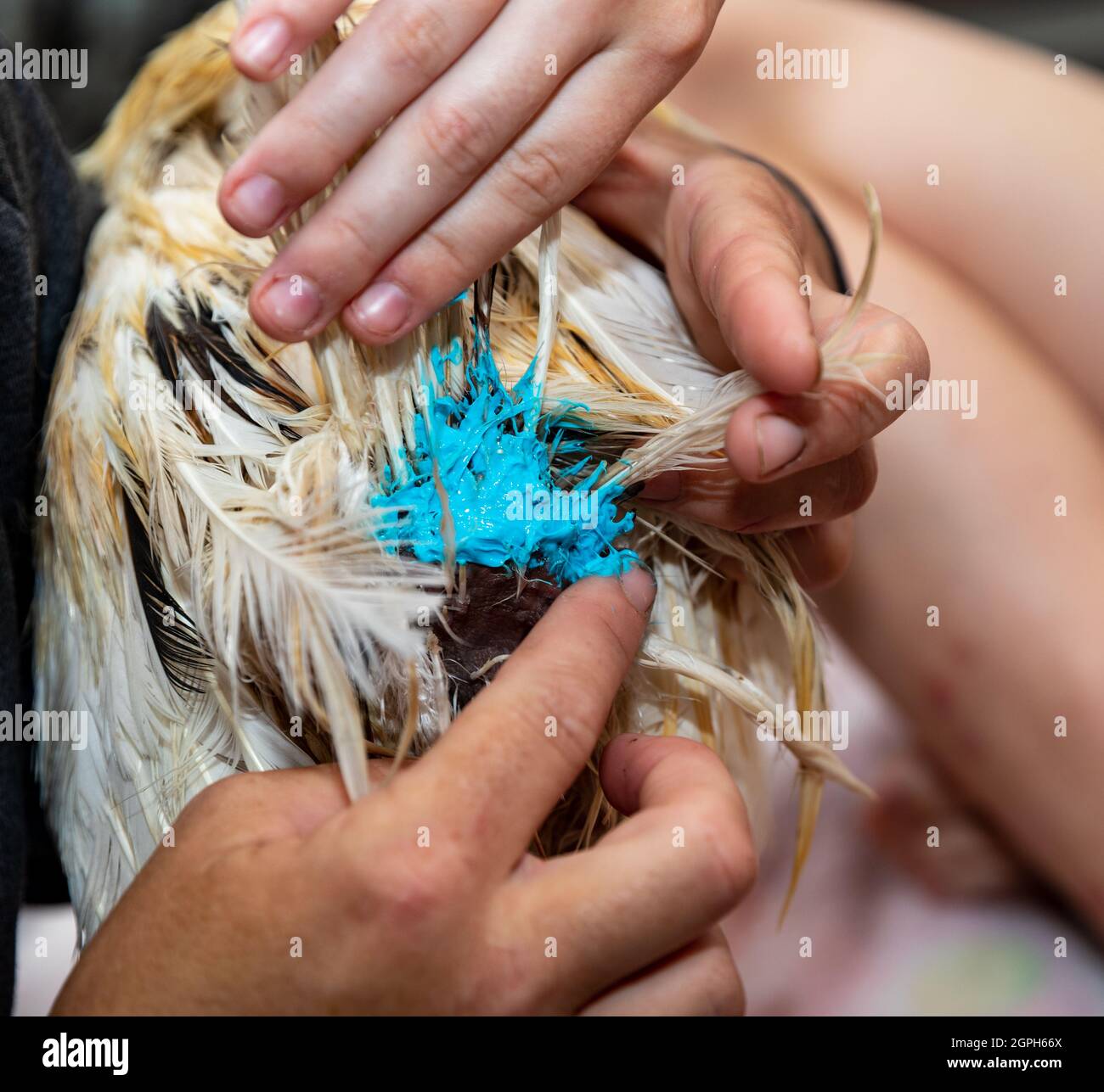 Applying blue wound care ointment to chicken Stock Photo Alamy