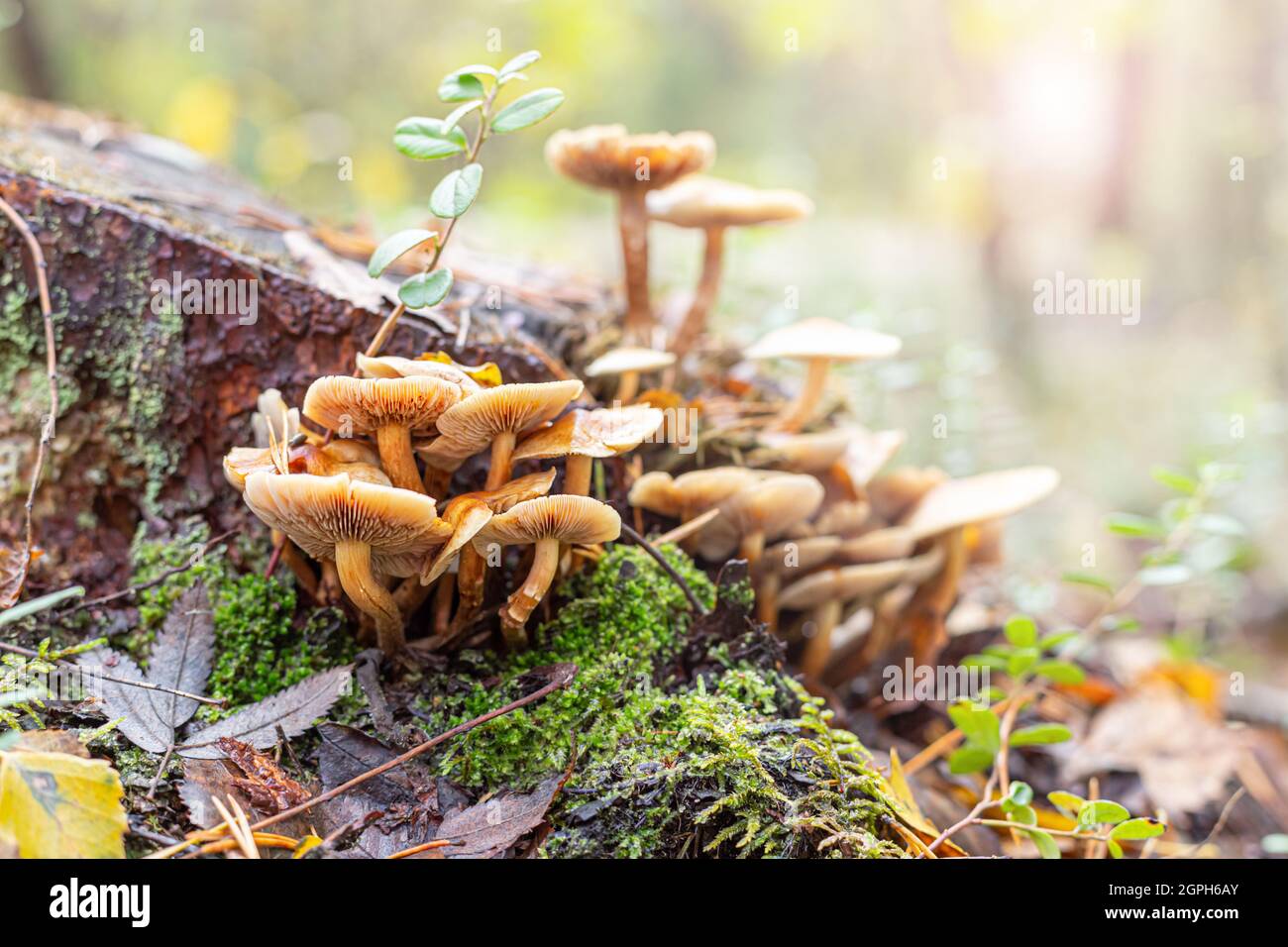 A bunch of mushrooms on a tree stump in the forest, illuminated by ...