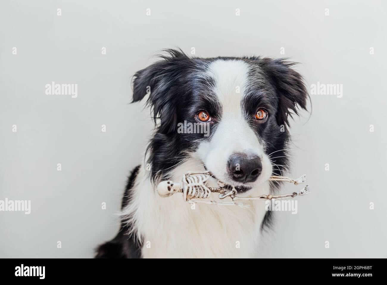 Border Collie Dog Traditional Animal Personalized Christmas Card 