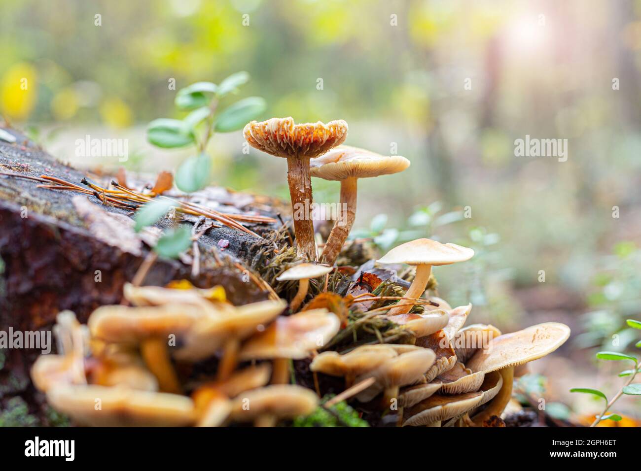 Mushrooms on a stump in the autumn forest closeup. Vegan alternative
