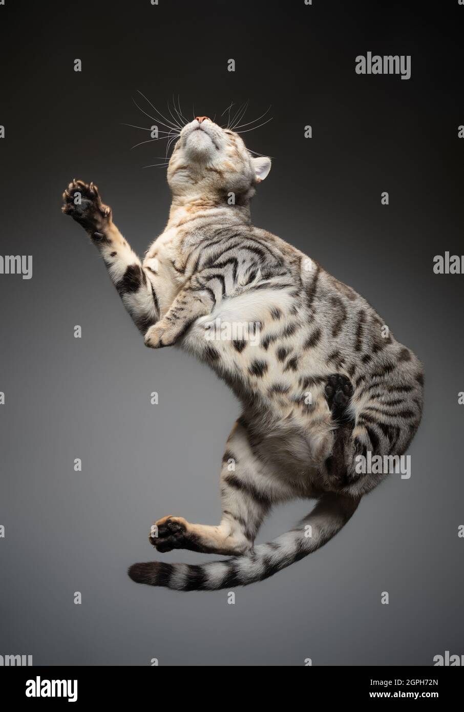 bottom view of a silver tabby spotted bengal cat lying on glass table