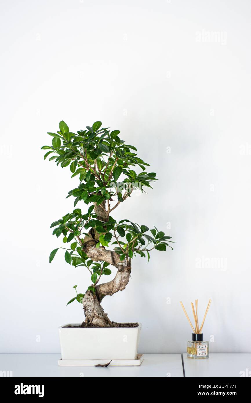 japanese elm bonsai over white Stock Photo