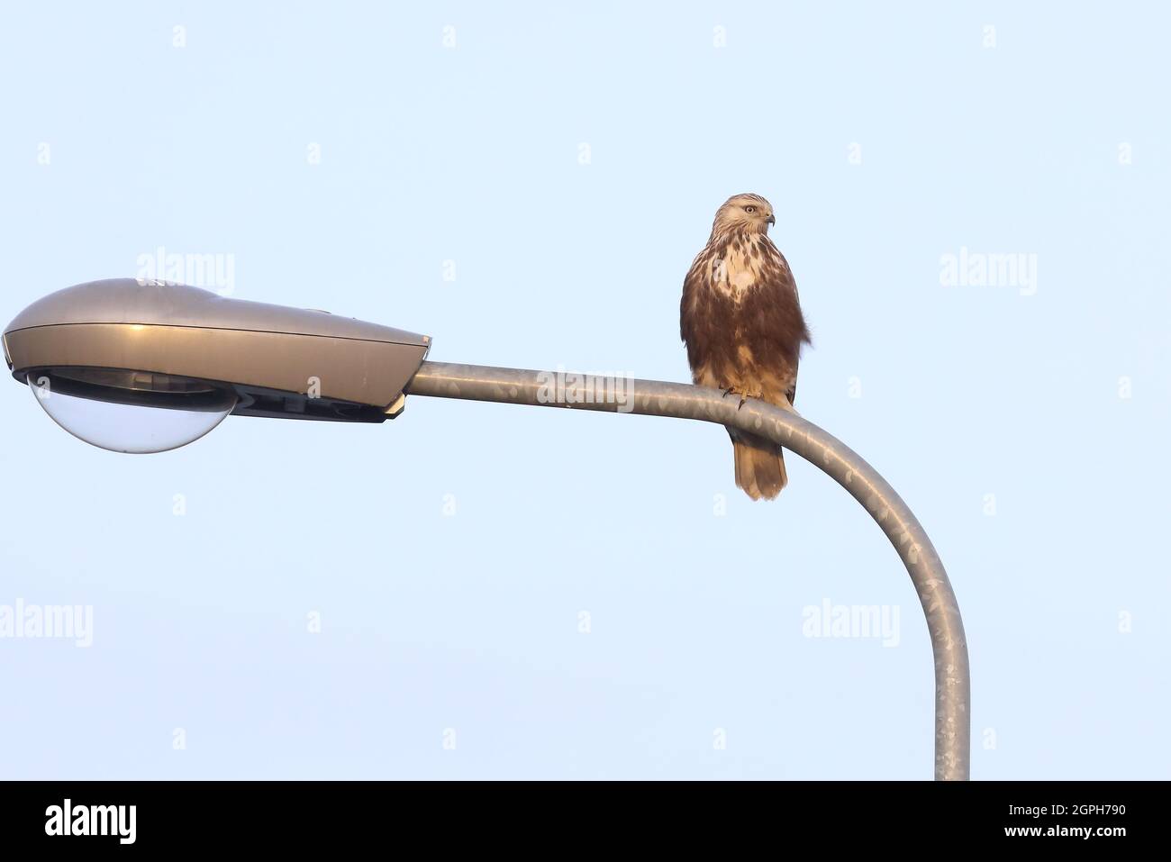 rough-legged buzzard Stock Photo