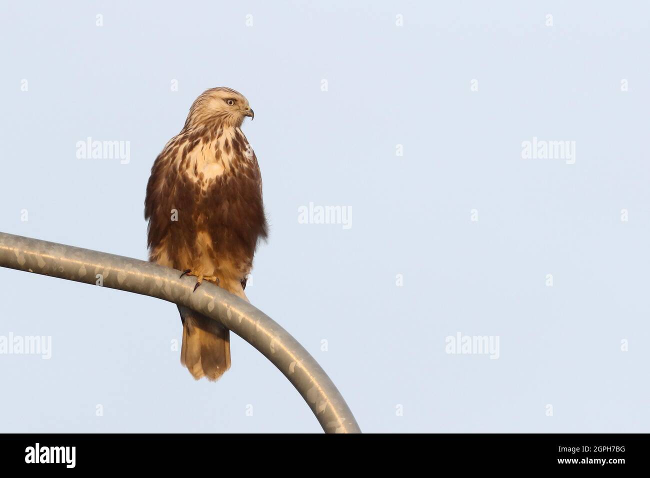 rough-legged buzzard Stock Photo