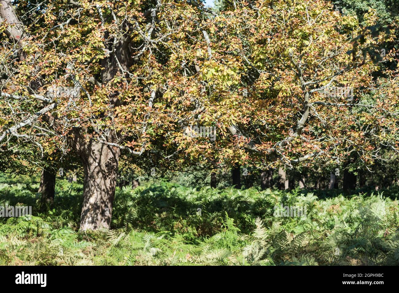 Autumnal Horse Chestnut (Aesculus hippocastanum) Stock Photo