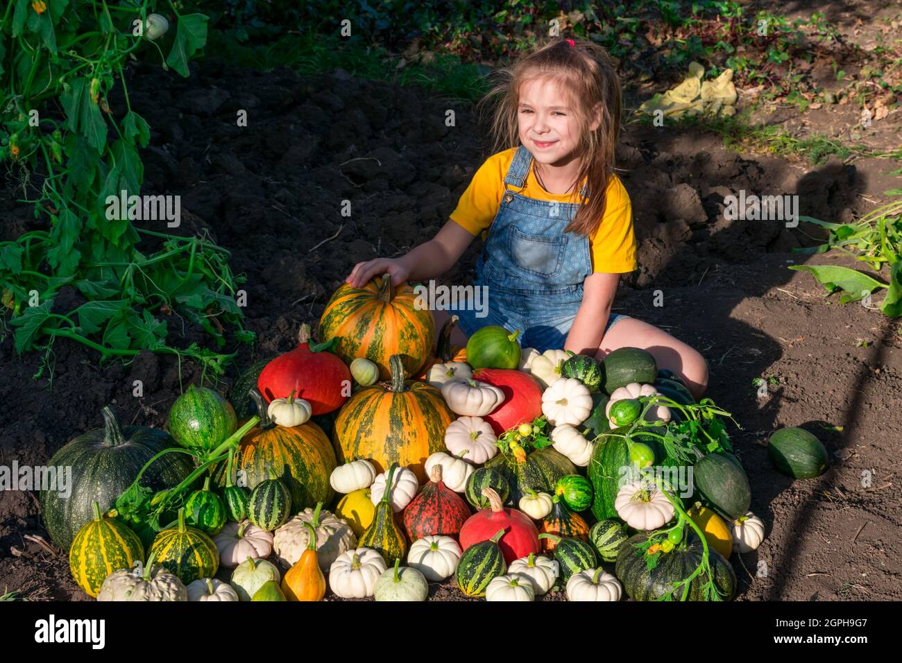 A girl with a large pile of pumpkins collected in a vegetable garden ...
