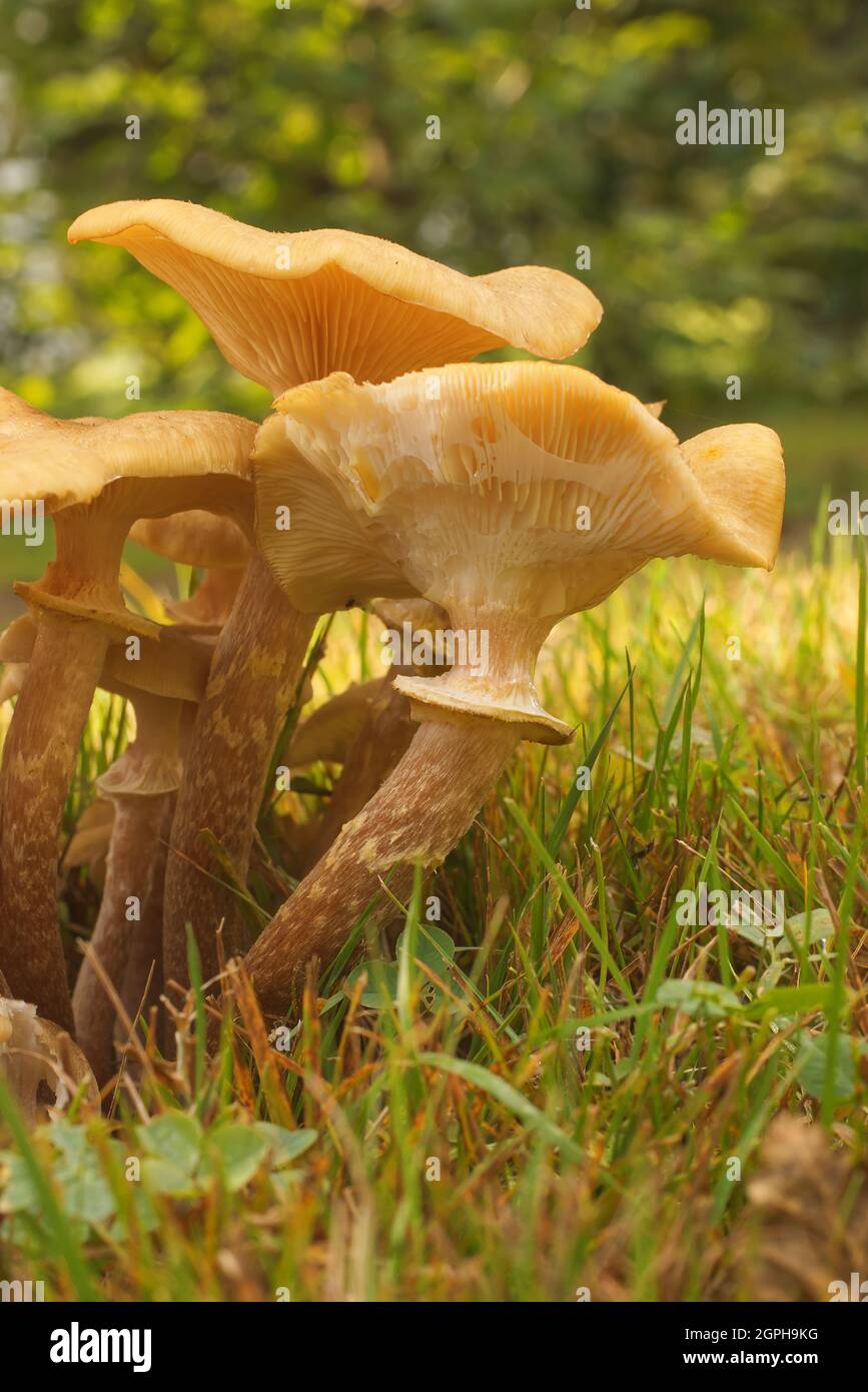 Armillaria mellea, also known as honey fungus, is a basidiomycete fungus in the genus Armillaria. After cooking, it is an edible mushroom. Stock Photo