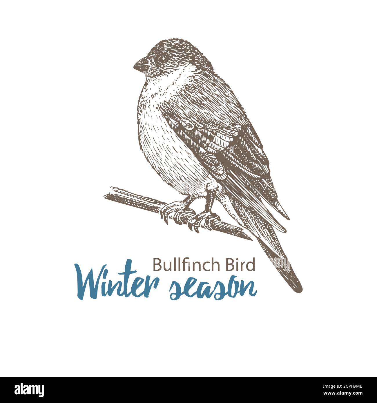 Handdrawn sketch bullfinch. Bird sitting on twig. Isolated on white background. Engraving style