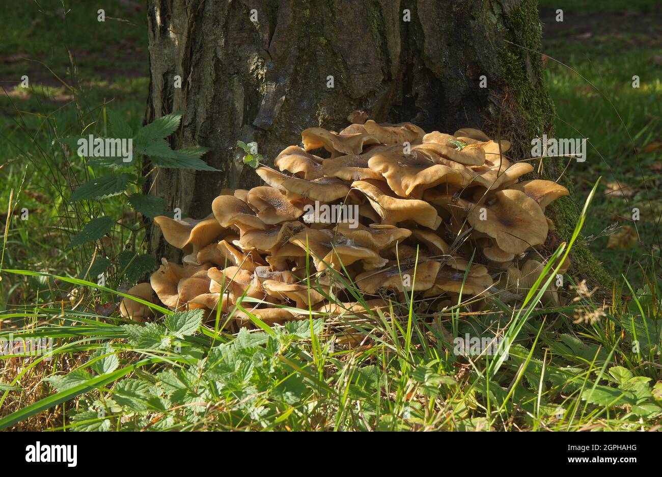 Armillaria mellea, also known as honey fungus, is a basidiomycete fungus in the genus Armillaria. After cooking, it is an edible mushroom. Stock Photo
