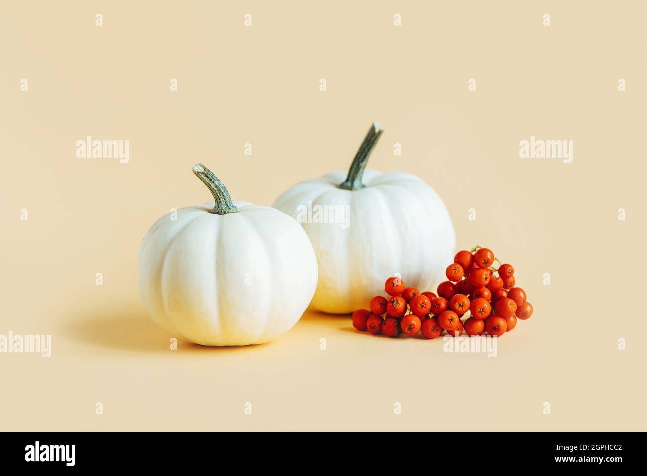 Ripe pumpkins and rowan berries on a yellow pastel background ...