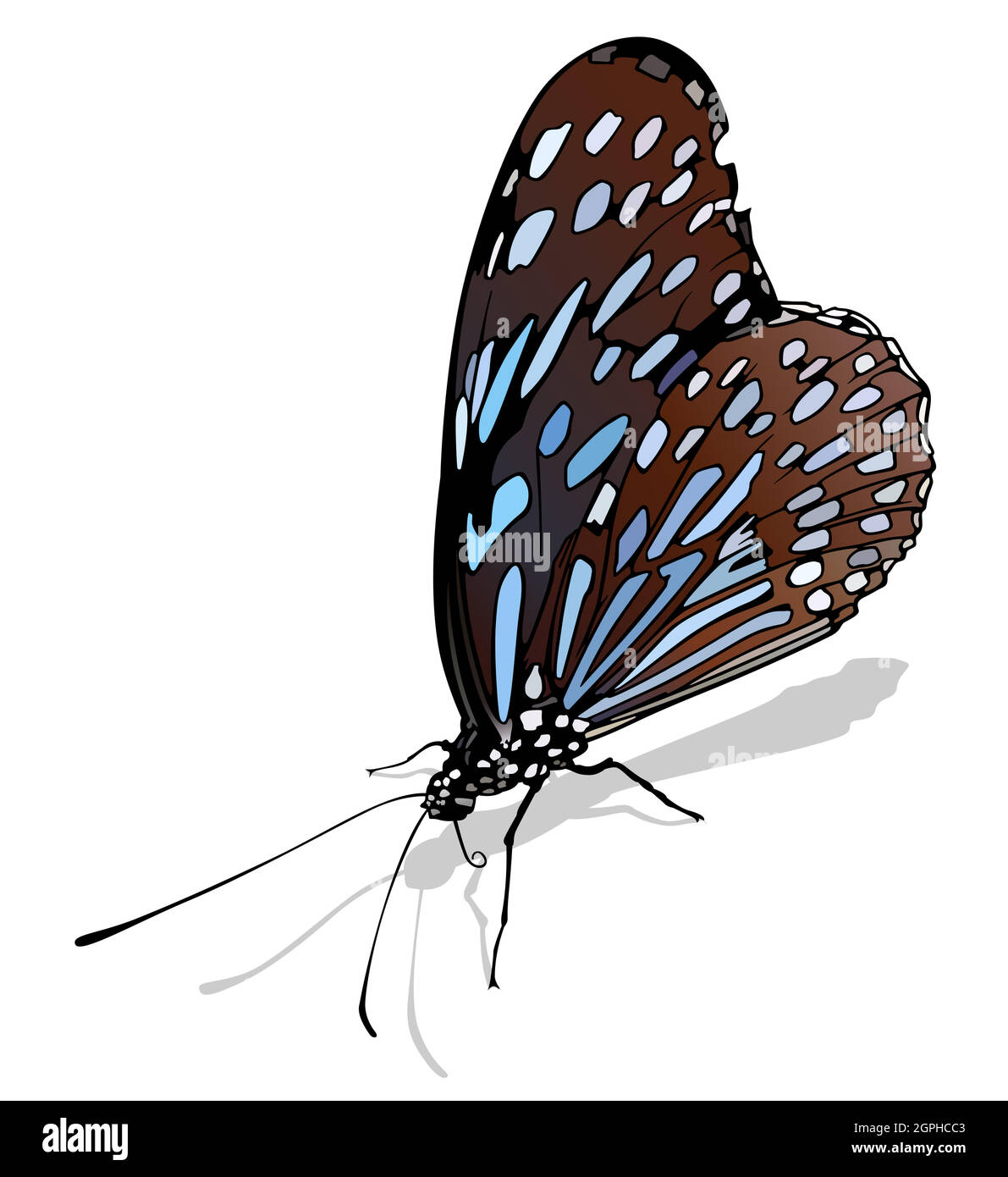 Dark Blue Tiger Butterfly Stock Vector