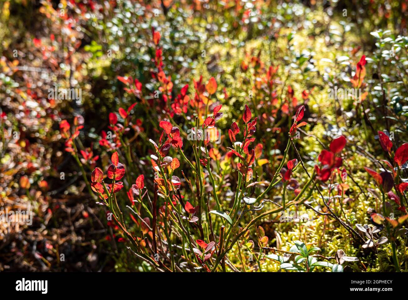Lingonberry or cowberry leaves in autumn colors Stock Photo