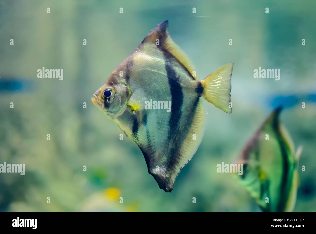 African moony (Monodactylus sebae) swimming in glass fish tank with green weed blurred background. It inhabits mangrove swamps and estuaries and can o Stock Photo