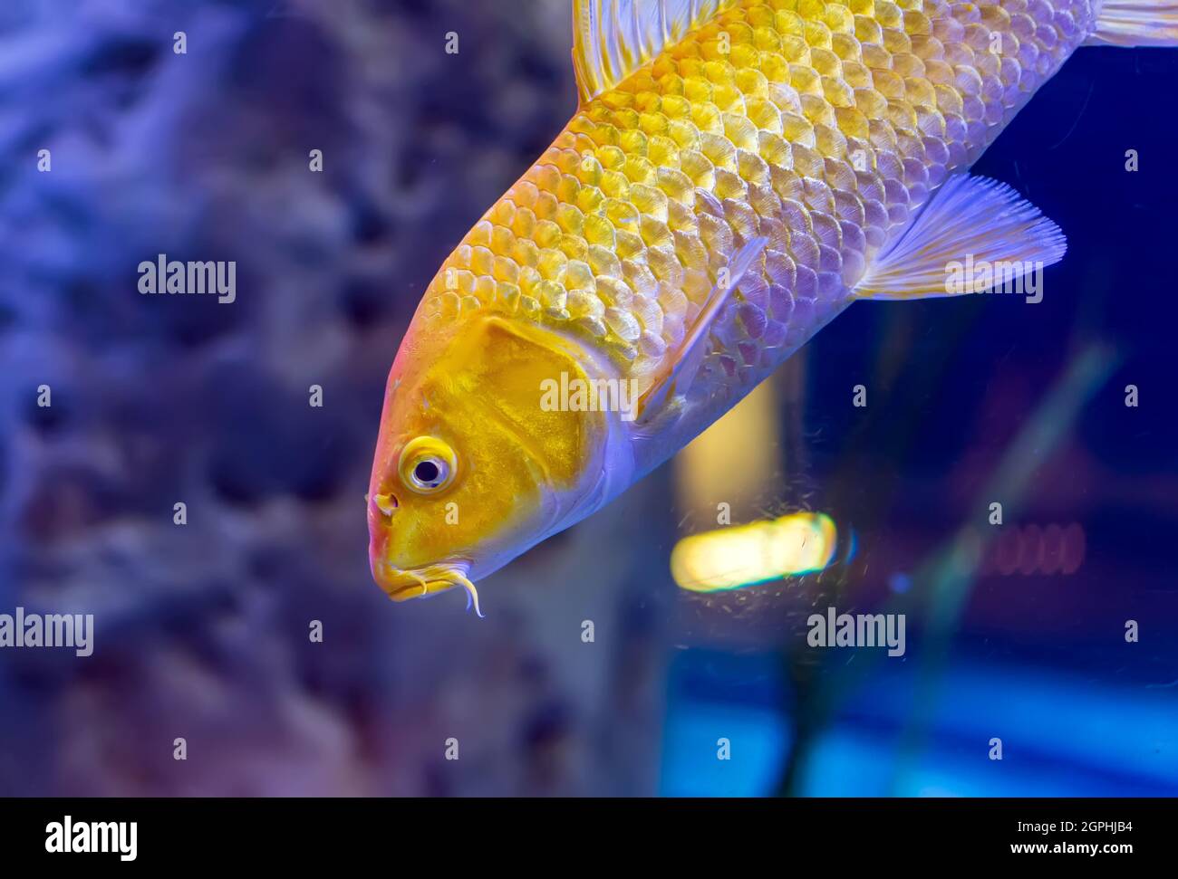 Golden yellow Ogon Koi carp (Cyprinus rubrofuscus 'koi') fancy fish swimming in aquarium. Ogon is a metallic koi of one color only (hikarimono). The J Stock Photo