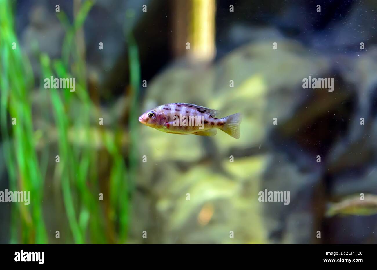 Aulonocara species 'OB Peacock' cichlids in fish tank. The meaning of OB is  Orange blotched Stock Photo - Alamy