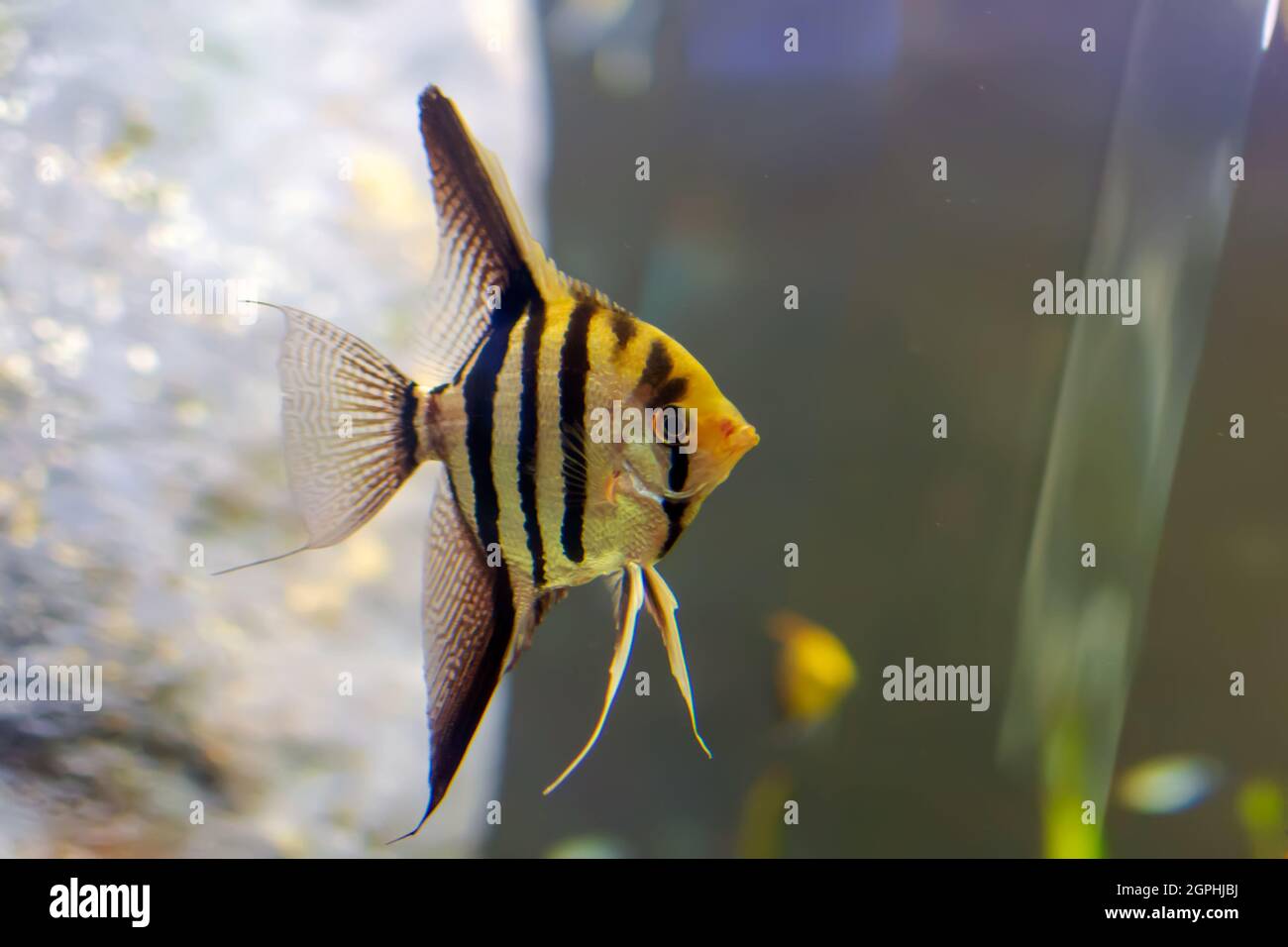 Pterophyllum altum, also referred to as the altum angelfish, deep angelfish, or Orinoco angelfish, in fish tank. Stock Photo