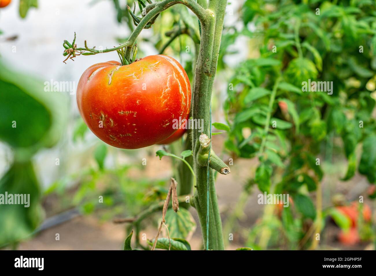 Ripe organic tomatoes in garden ready to harvest . Bio tomatoes .Tomato ...