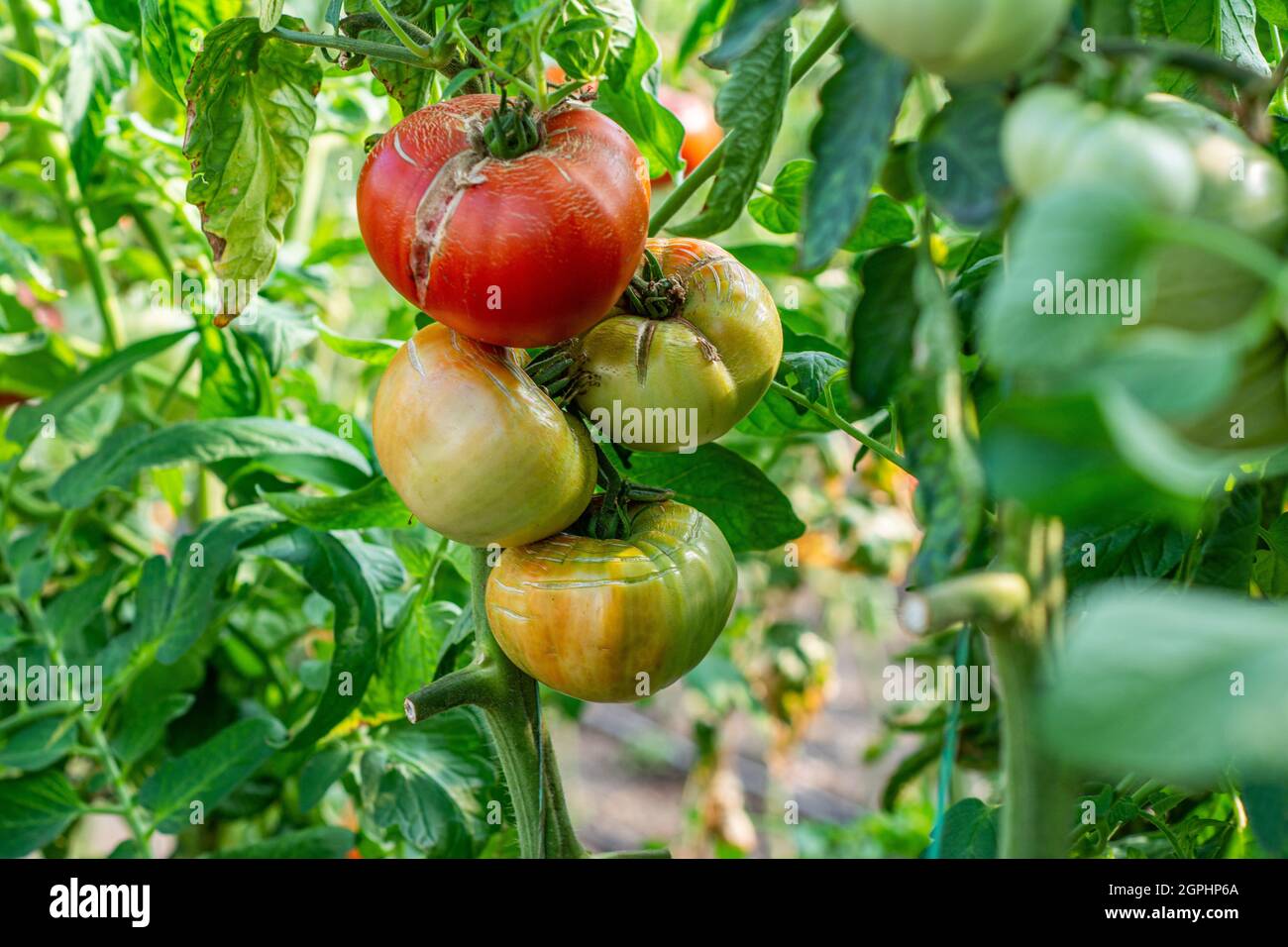 Ripe organic tomatoes in garden ready to harvest . Bio tomatoes .Tomato ...