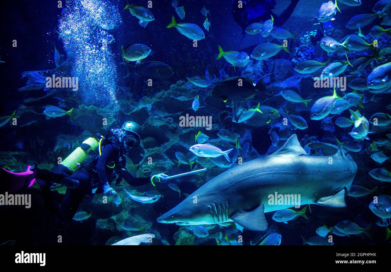 Kuala Lumpur, Malaysia. 29th Sep, 2021. A scuba diver seen feeding the fish at the KLCC Aquaria prior to re-opening to the public in Kuala Lumpur, Malaysia.Recreational parks will be allowed to open to public for activities under the Malaysia's National Recovery Plan amid the coronavirus pandemic restrictions. Credit: SOPA Images Limited/Alamy Live News Stock Photo