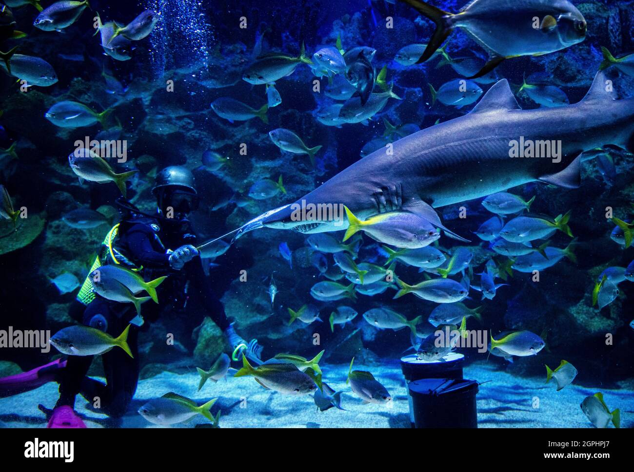 Kuala Lumpur, Malaysia. 29th Sep, 2021. A scuba diver seen feeding the fish at the KLCC Aquaria prior to re-opening to the public in Kuala Lumpur, Malaysia.Recreational parks will be allowed to open to public for activities under the Malaysia's National Recovery Plan amid the coronavirus pandemic restrictions. Credit: SOPA Images Limited/Alamy Live News Stock Photo