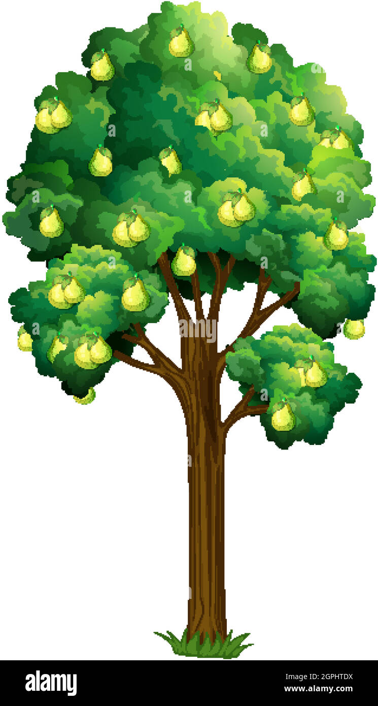 Pear fruit tree isolated on white background illustration Stock Vector ...