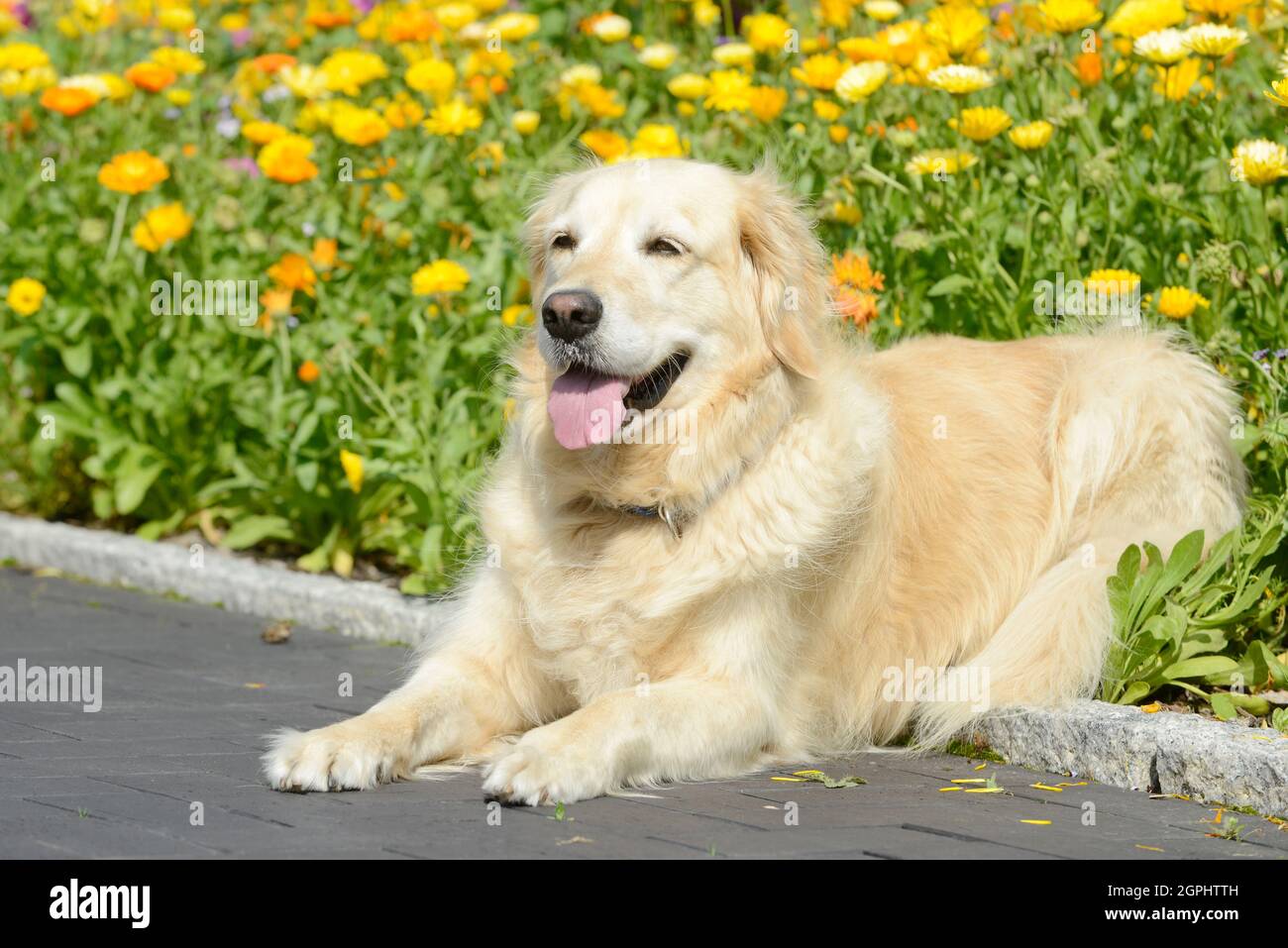dog  golden retriever lying in the garden in front of flowers Stock Photo