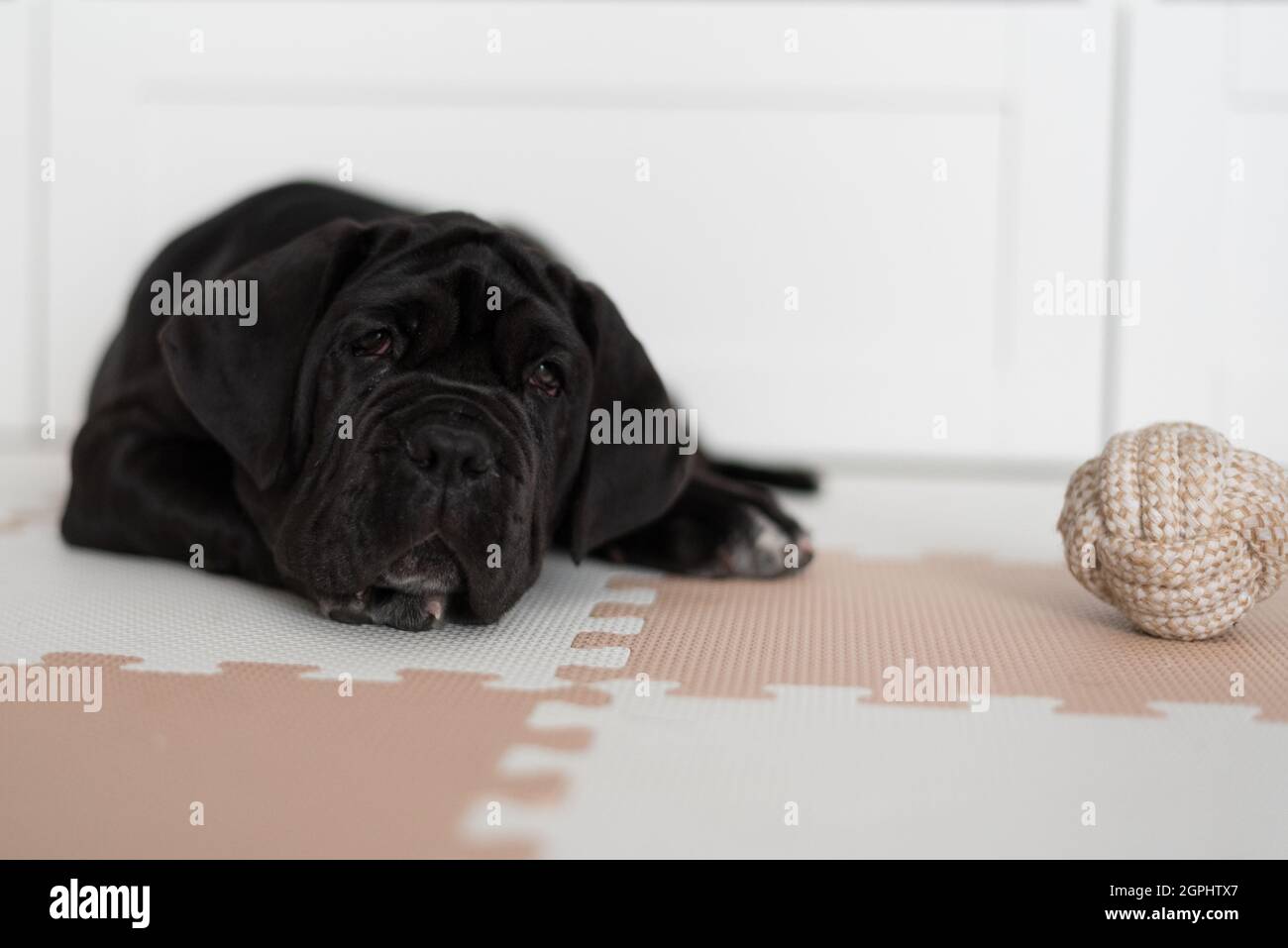 toy mastiff