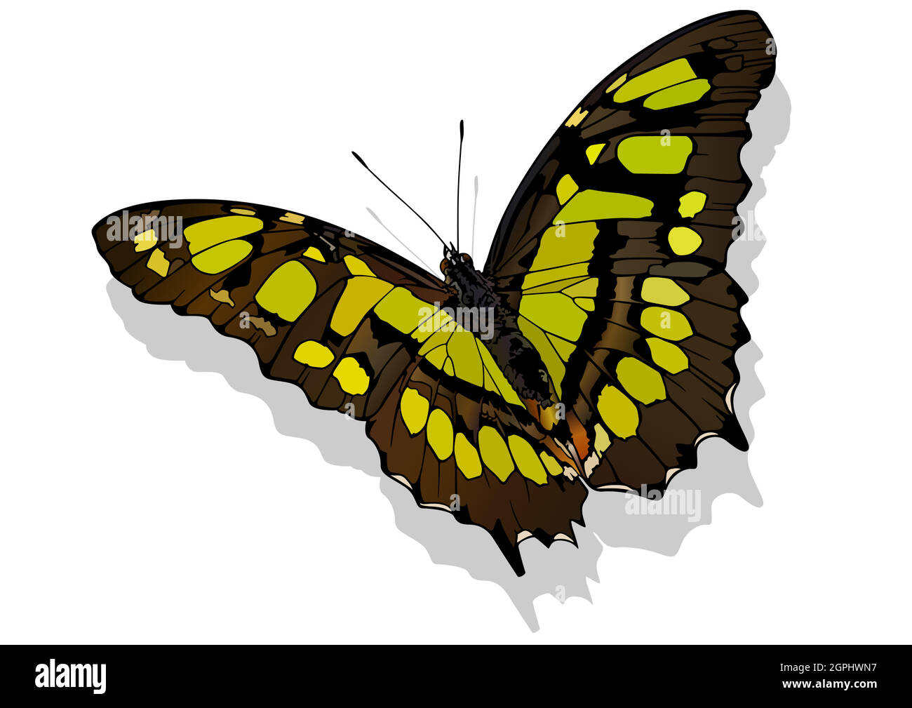 Malachite Butterfly Stock Vector