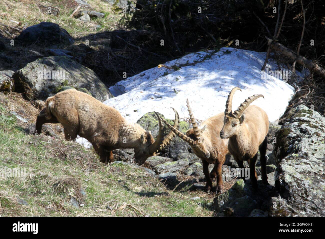 Alpensteinbock, Capra ibex Stock Photo