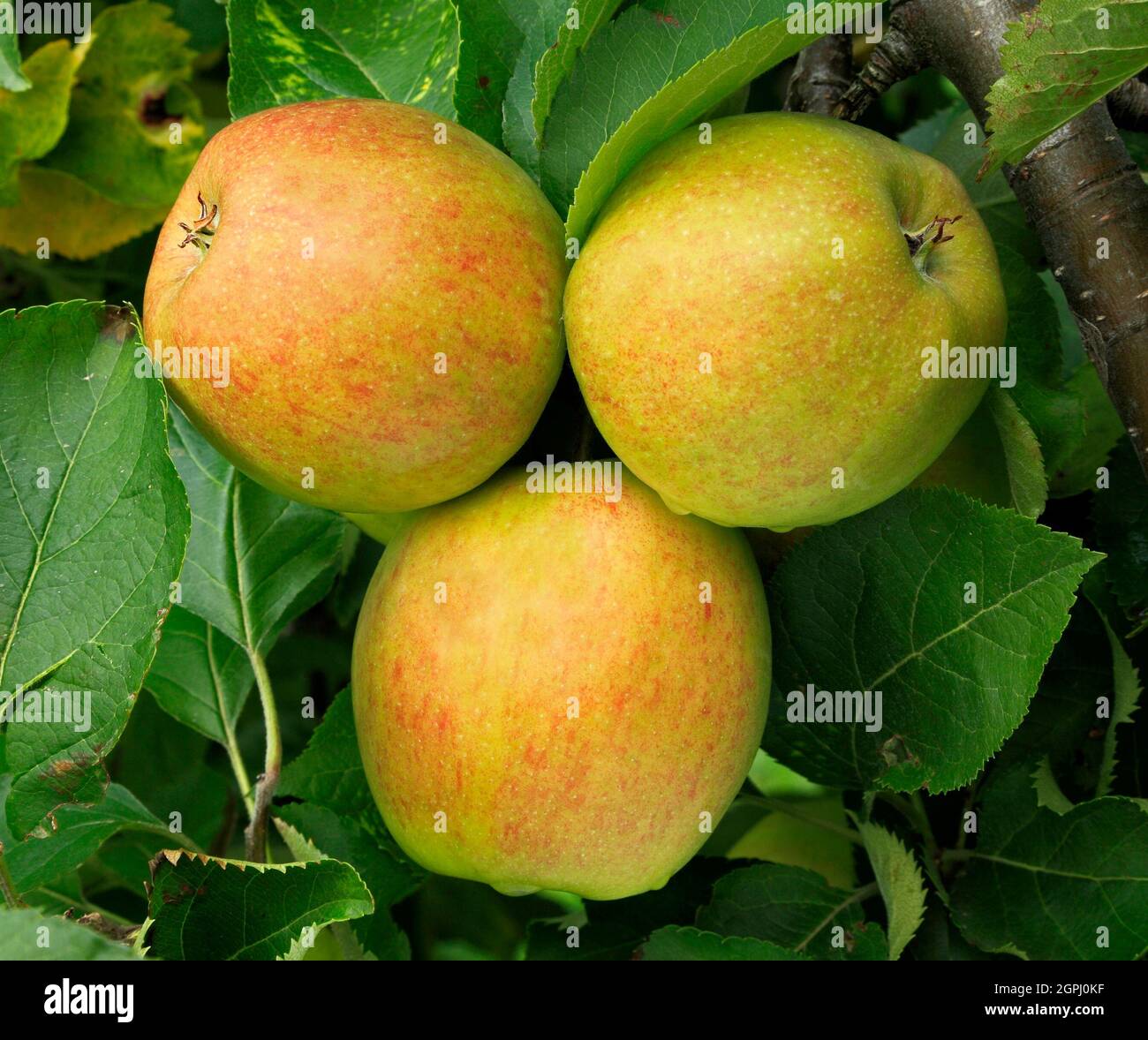 Gold fruit hires stock photography and images Alamy