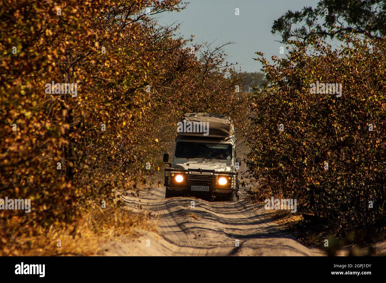 Land Rover Defender 110 on safari crossing the sandy tracks on the ...