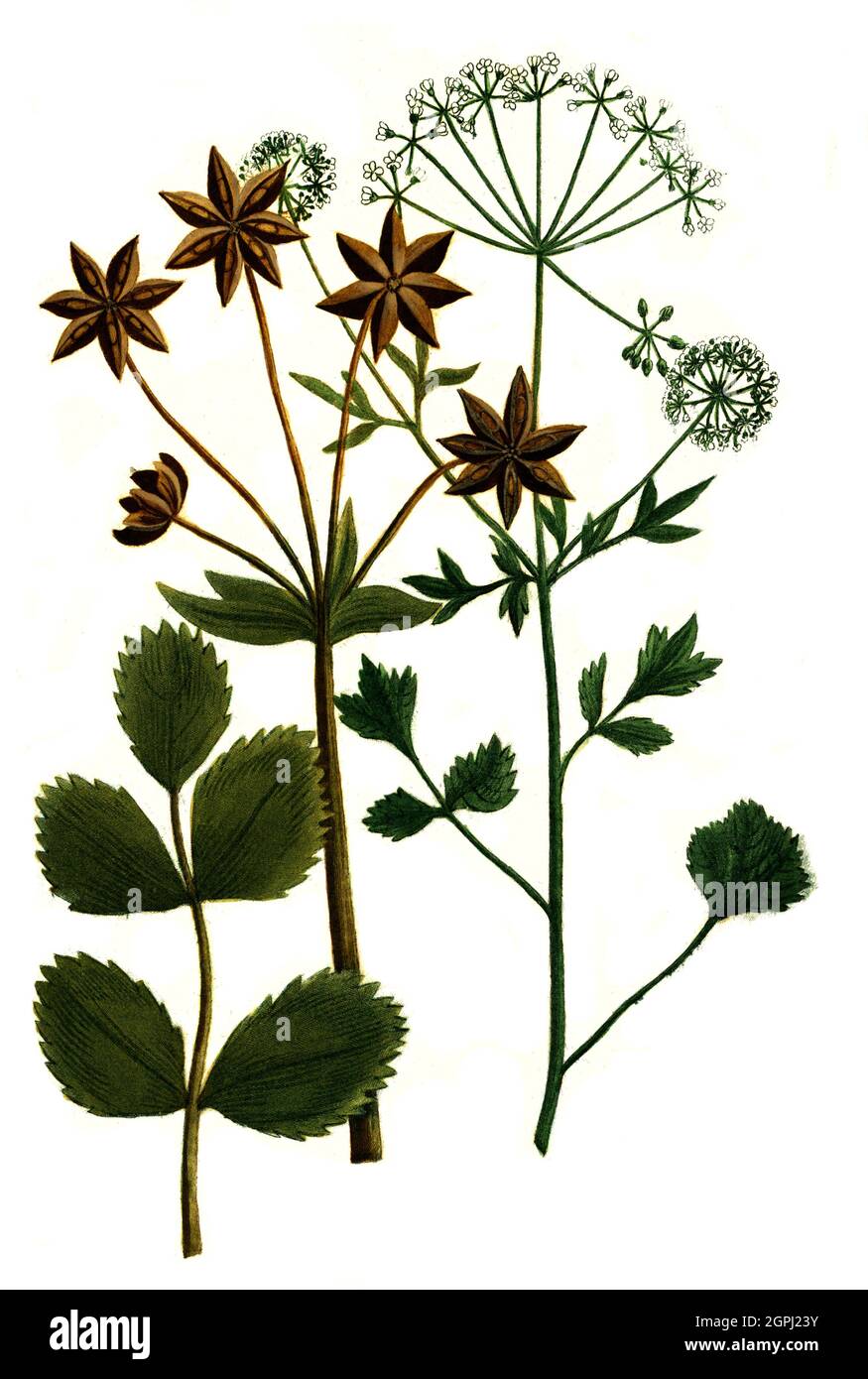 Anisum und Anisum stellatum, Anus und Sternanis, Phytanthoza iconographia,  historische Pflanzenillustration aus dem um 1740 erschienen Buch, digital  aufbereitet, historical plant illustration from the book published around  1740, digitally enhanced ...