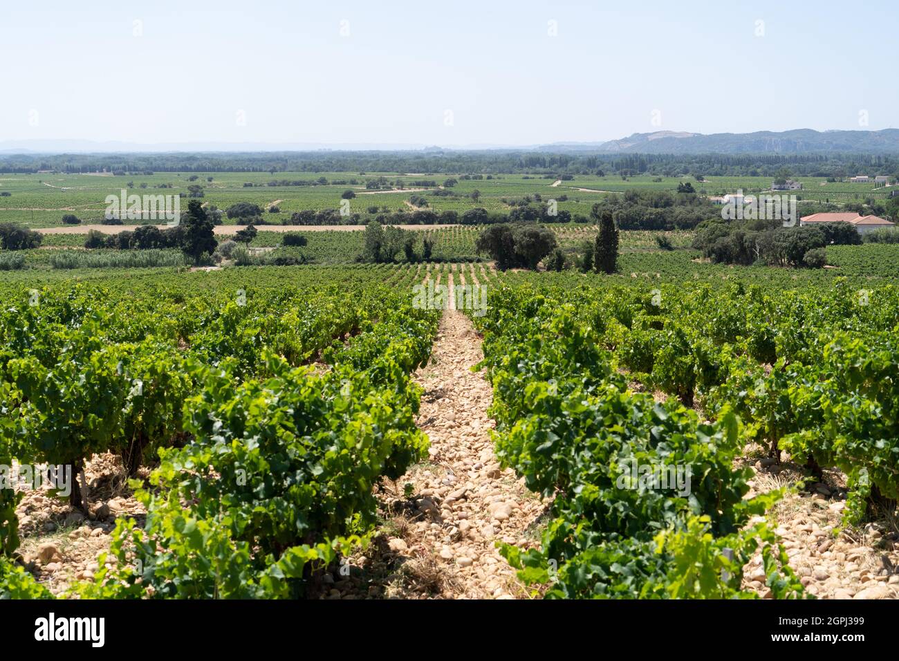 Vineyard in Chateauneuf-du-Pape, France Stock Photo