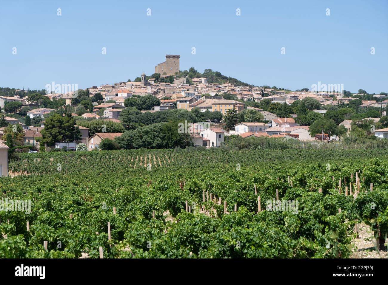 Vineyard in Chateauneuf-du-Pape, France Stock Photo