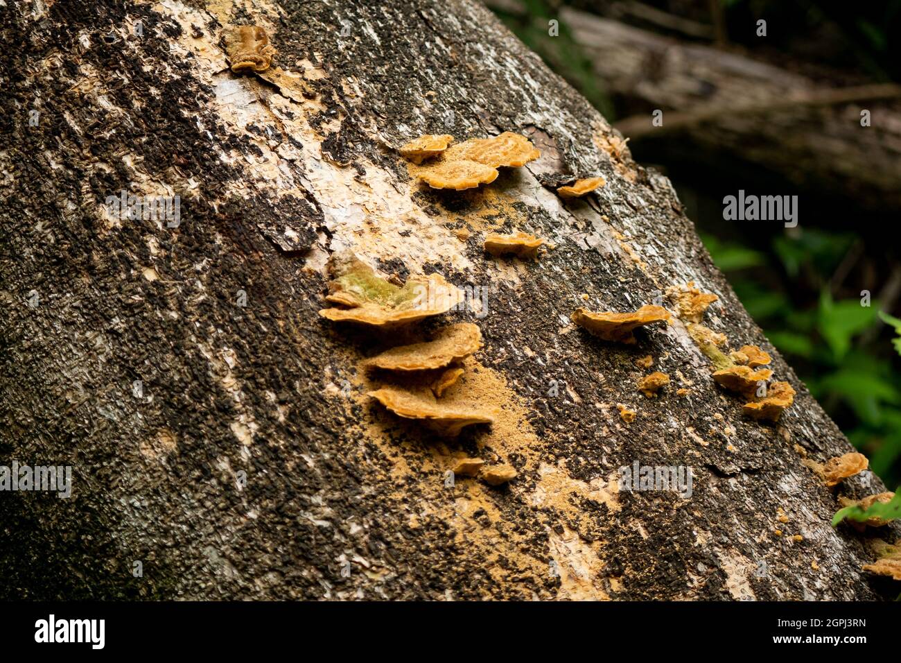 Fungi on Tree Bark in the Tayrona Park, Colombia Stock Photo