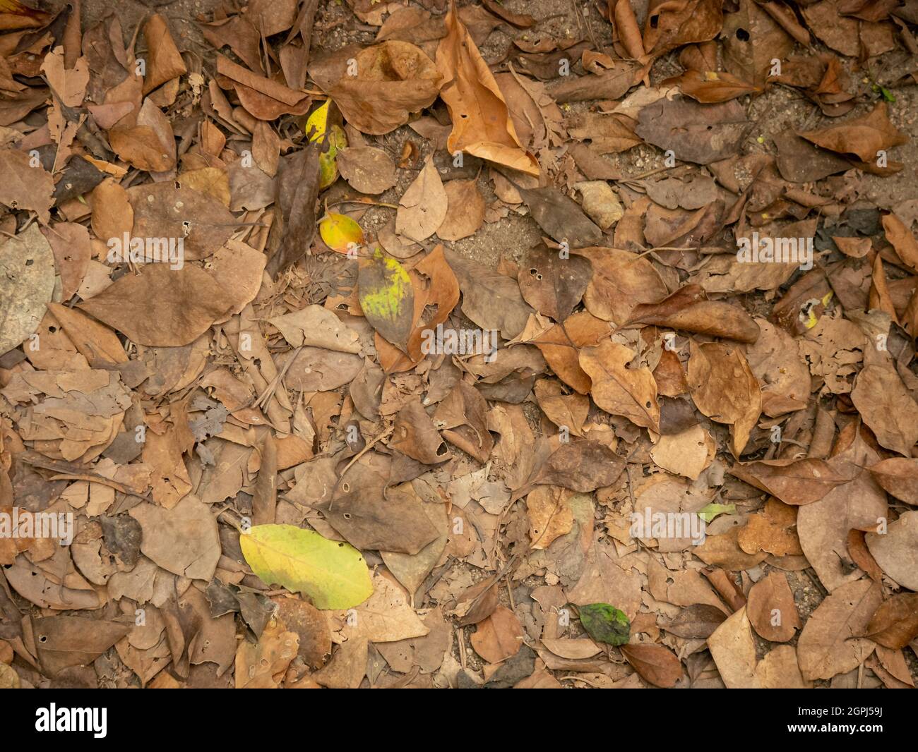 Background of Brown and Orange  Dry Leaves on the Ground in Tayrona Park, Colombia Stock Photo