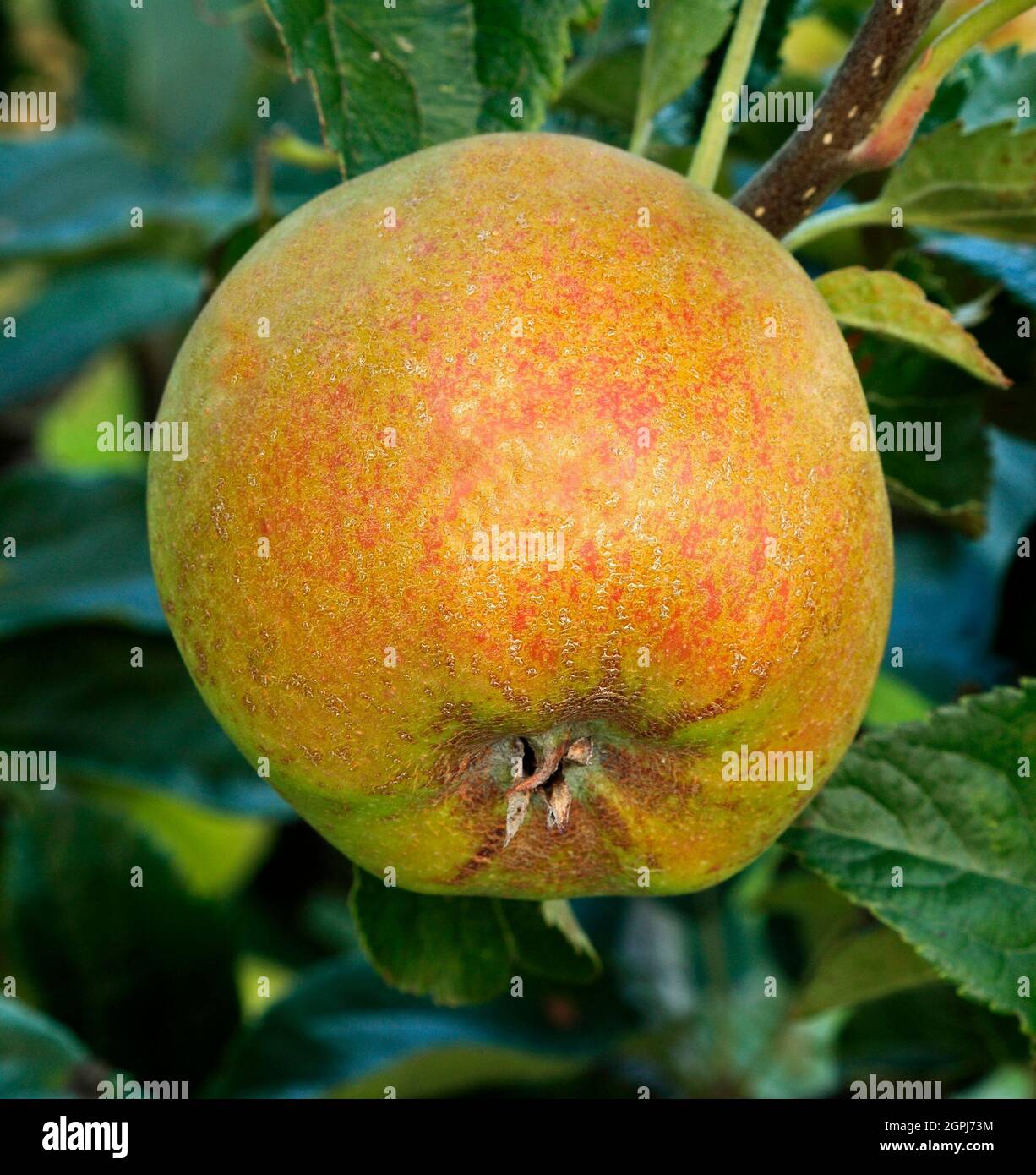 Apple 'D'Arcy Spice',  growing on tree, apples, malus domestica, healthy eating Stock Photo
