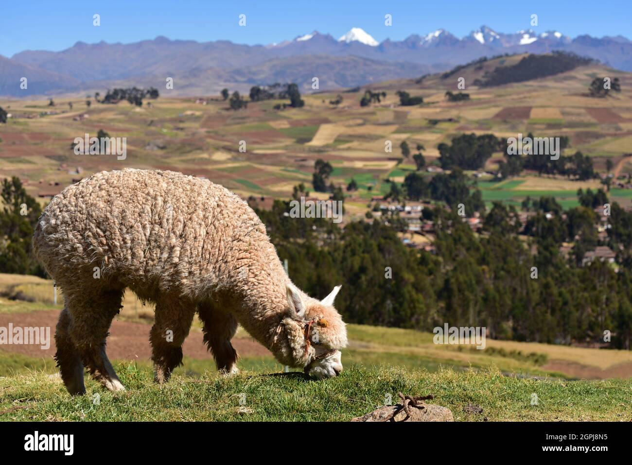 Alpaca (Lama pacos)  grazing with Andean landscape on background Stock Photo