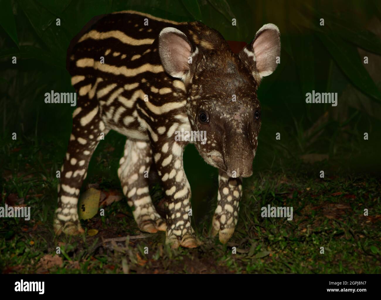 Baby South American tapir (Tapirus terrestris) during night. Manu National Park, Peru Stock Photo