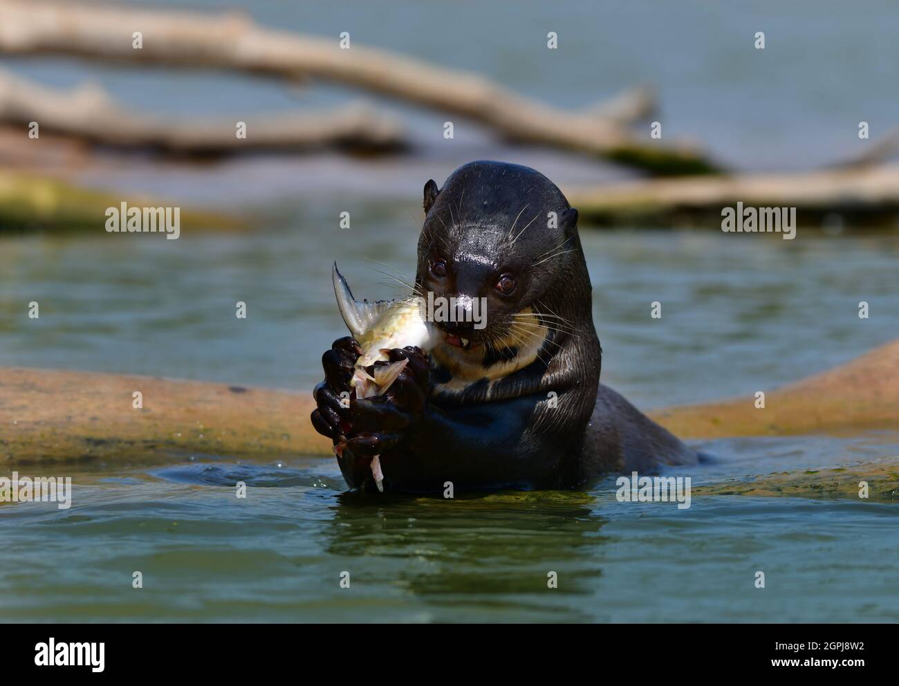 Giant river otter (Pteronura brasiliensis) eating a fish Pantanal, Brazil Stock Photo