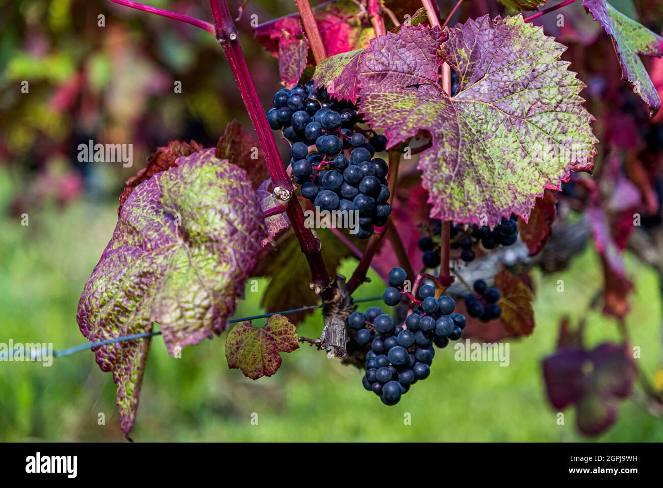 Winery By Stokkebye, Nyborg, Denmark Stock Photo