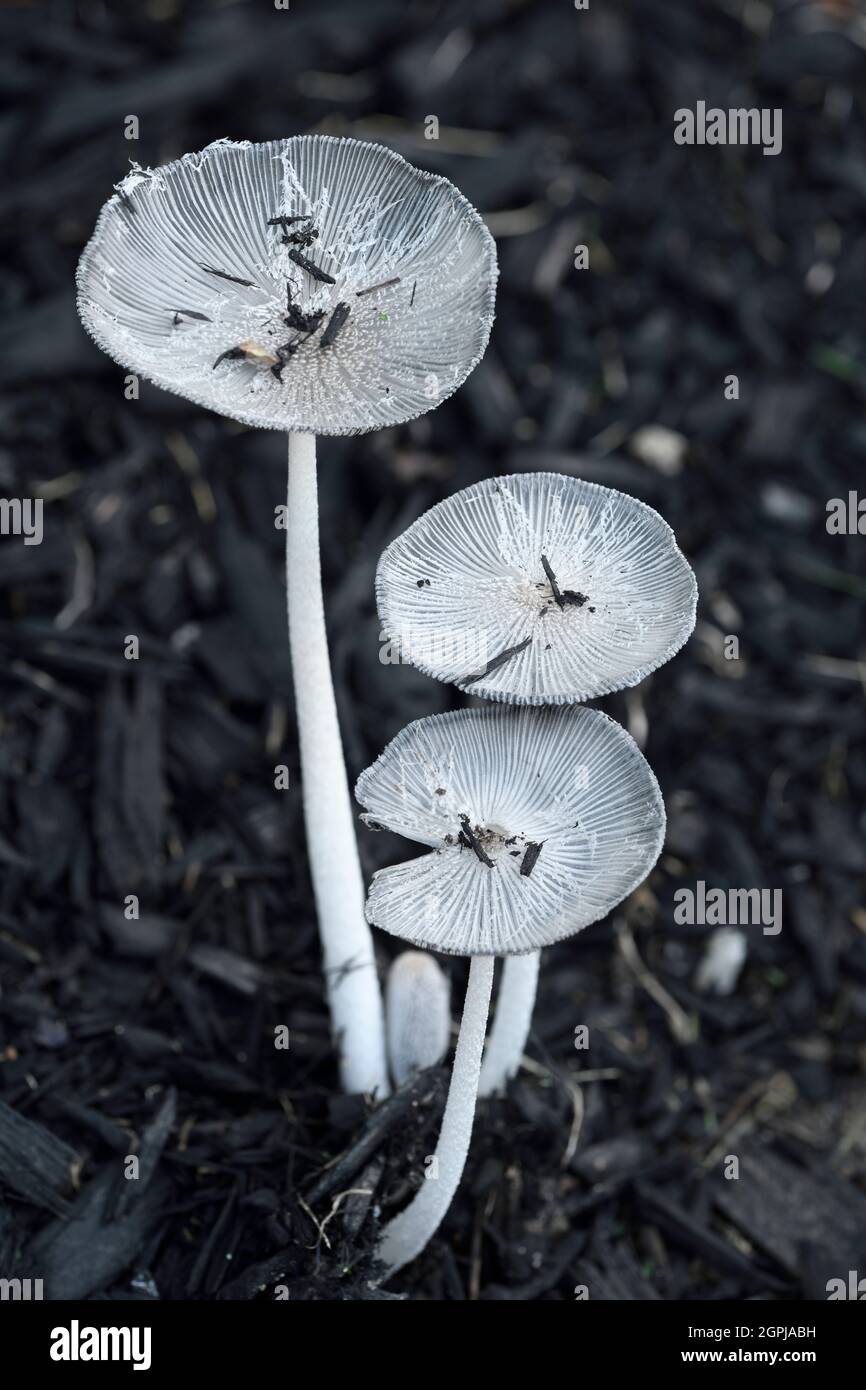 Delicate white Haresfoot inkcap mushrooms on black wood chips Coprinopsis Lagopus fungus Canada Stock Photo